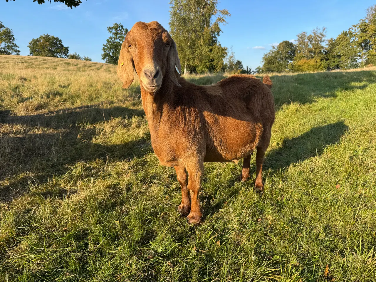 Billede 3 - Boer ged 