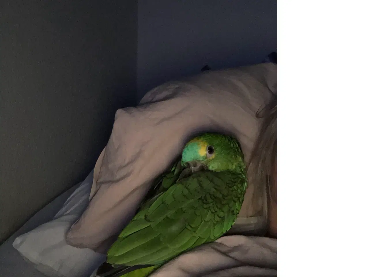 Billede 4 - Super sød Amazone papegøje