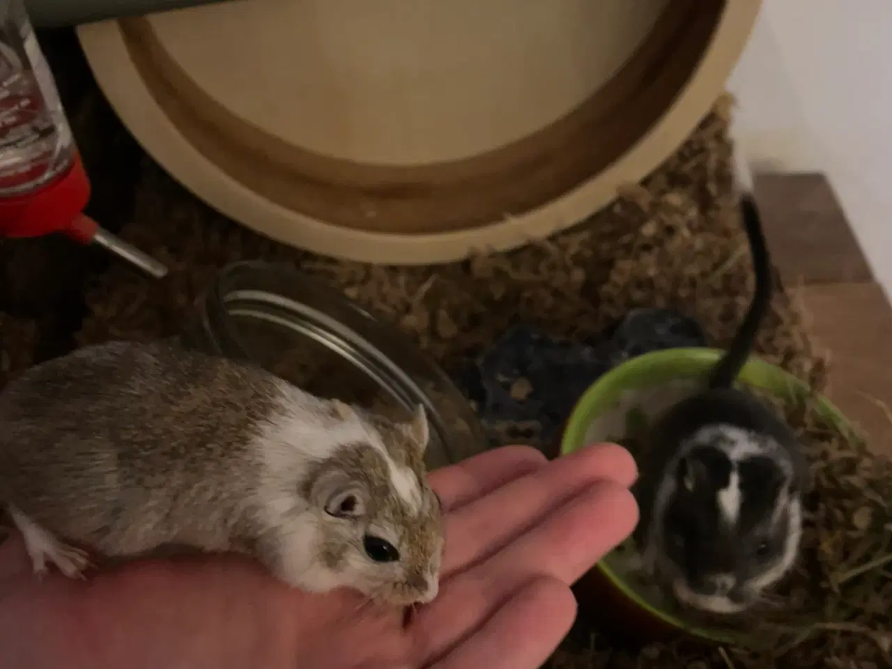 Billede 4 - Ørkenrotter piger 