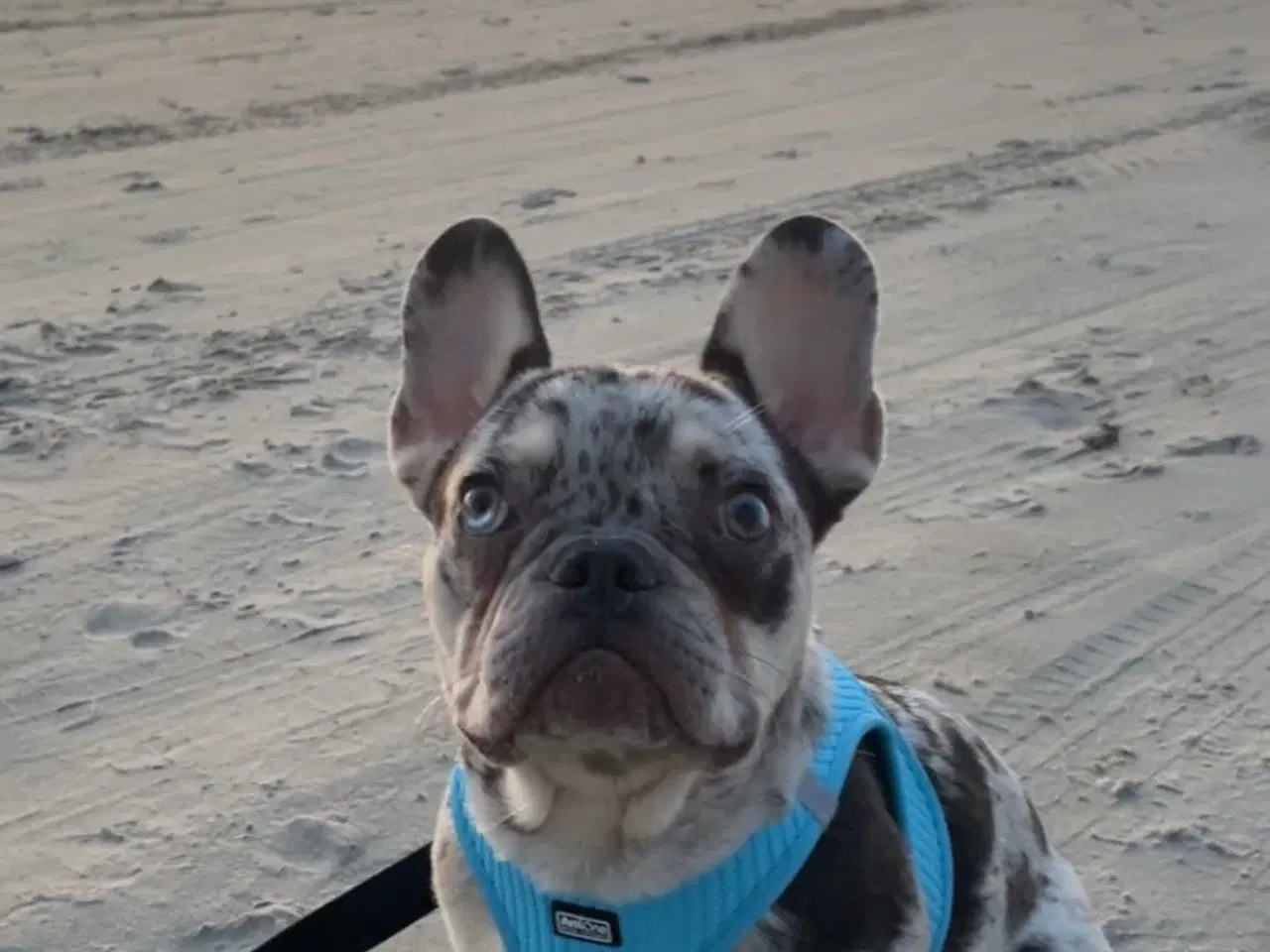 Billede 3 - 🐾Hanhund til avl - IKKE SALG🐾