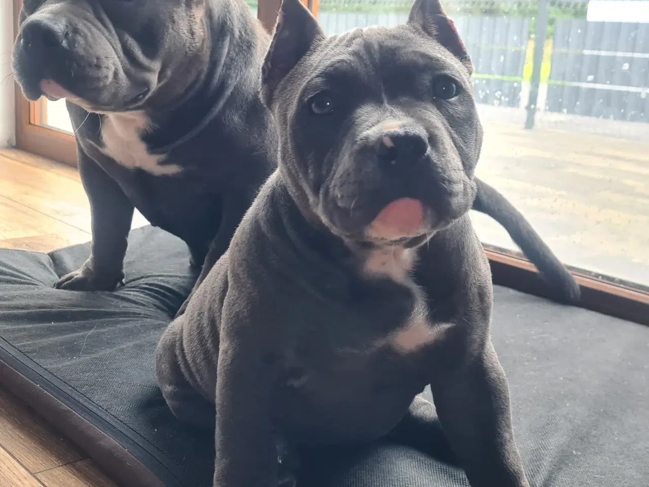 Billede 5 - American Bully Pige abkc 