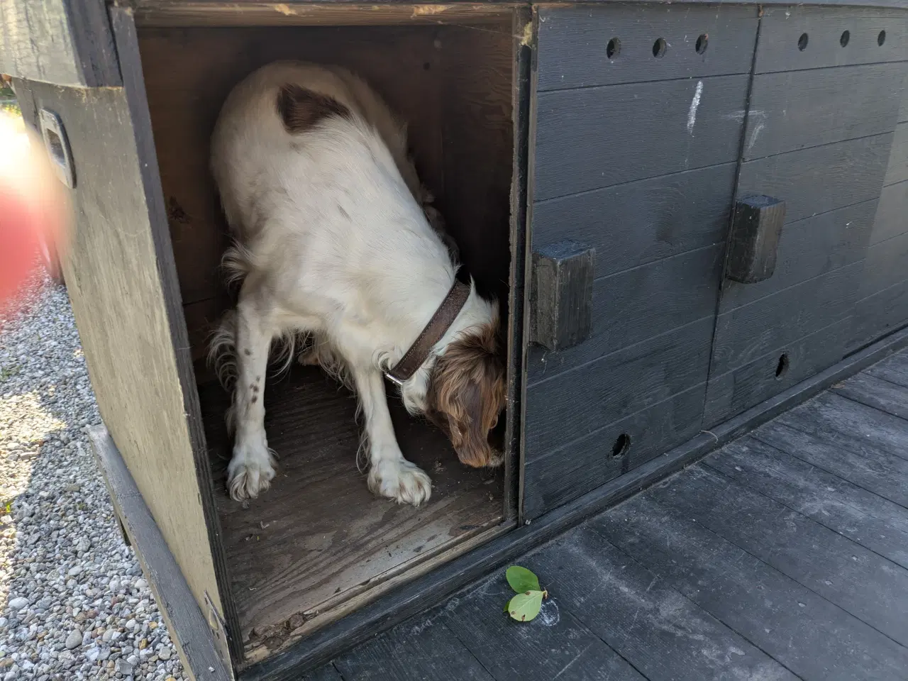 Billede 8 - SOLID JAGTVOGN OG/ELLER TRANSPORTVOGN