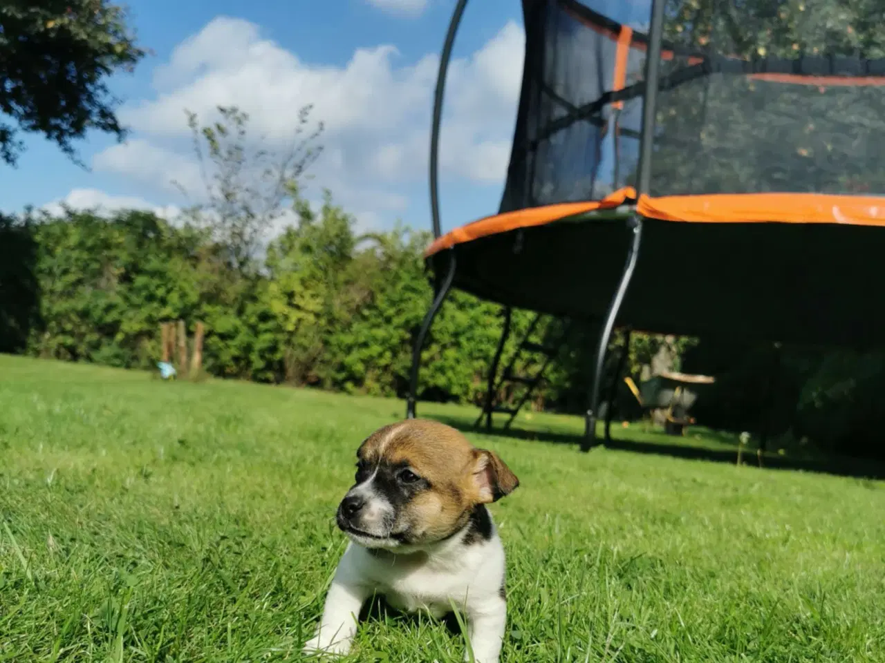 Billede 8 - Hunde hvalpe