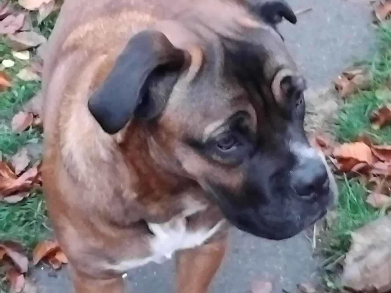 Billede 3 - tæve blanding af dogue de bordeaux / cane corso