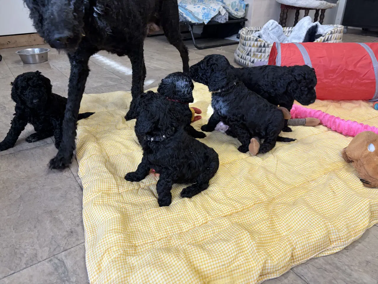 Billede 4 - Ægte mellem/ stor puddel babyer 