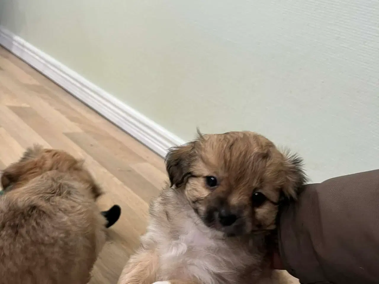 Billede 2 - Bichon Havanais hvalpe