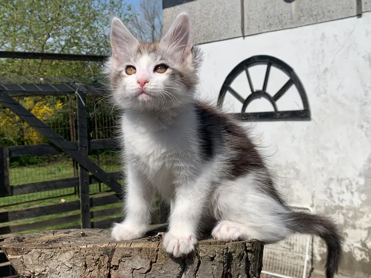Billede 2 - Maine Coon hun killing med stamtavle