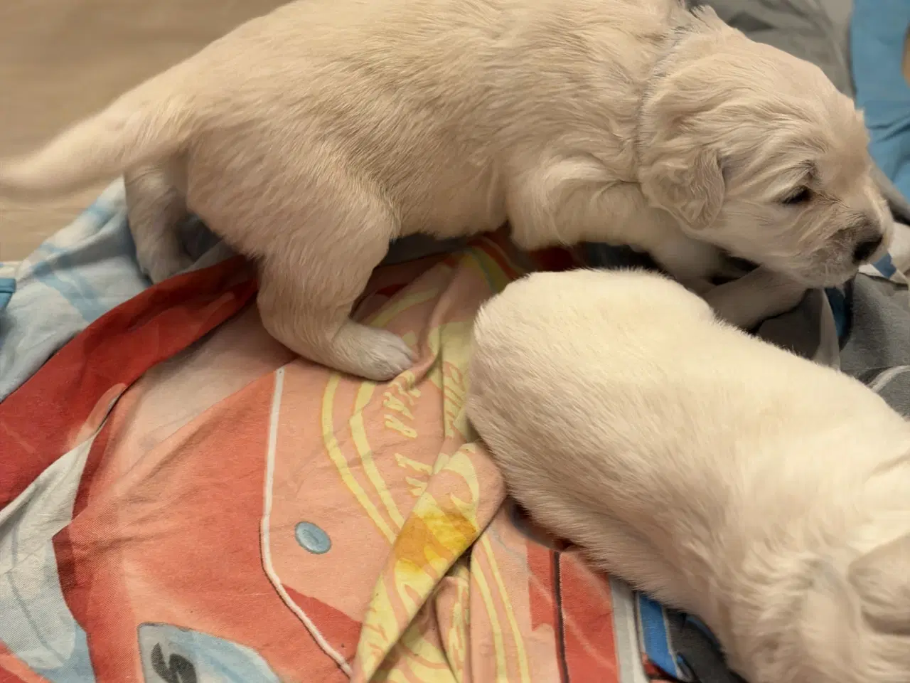 Billede 8 - Golden retriver hvalpe 