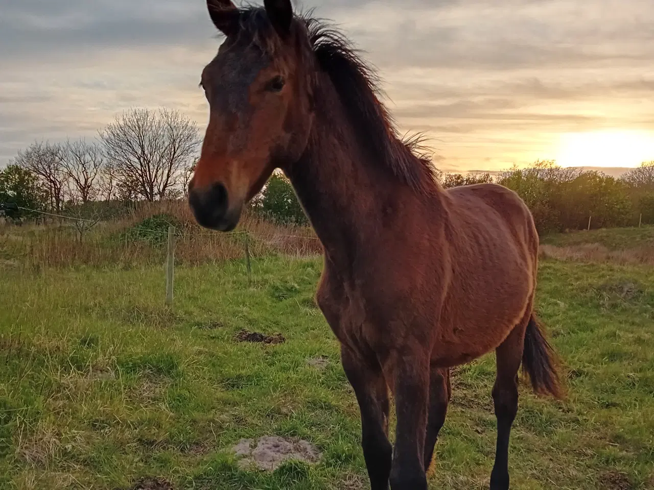 Billede 4 - Max 1'er pony