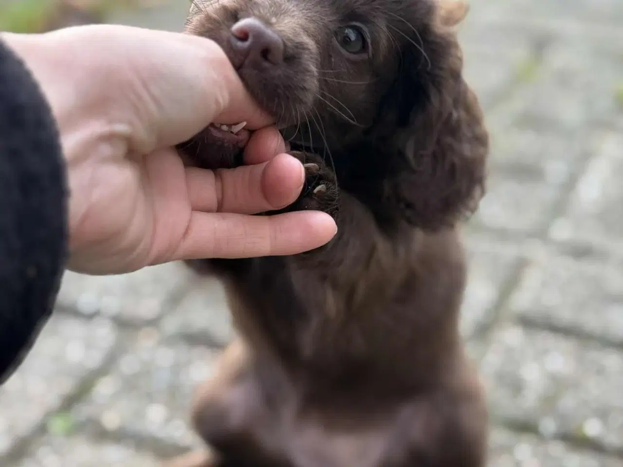 Billede 3 - Én brun Cockapoo tæve tilbage