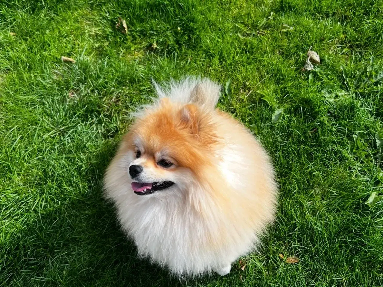 Billede 2 - Pomeranian hanhund