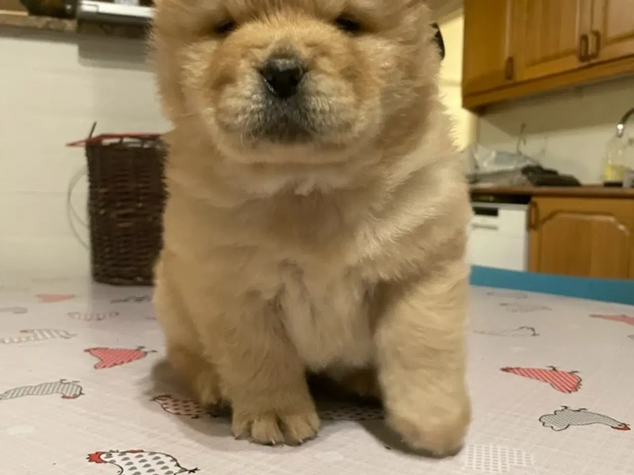 Billede 8 - Chow Chow hvalpe 