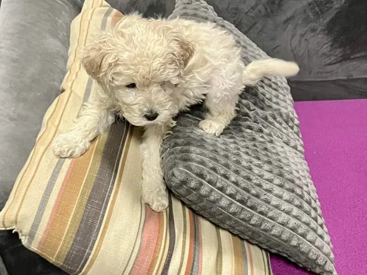 Billede 3 - Mellem Pudler