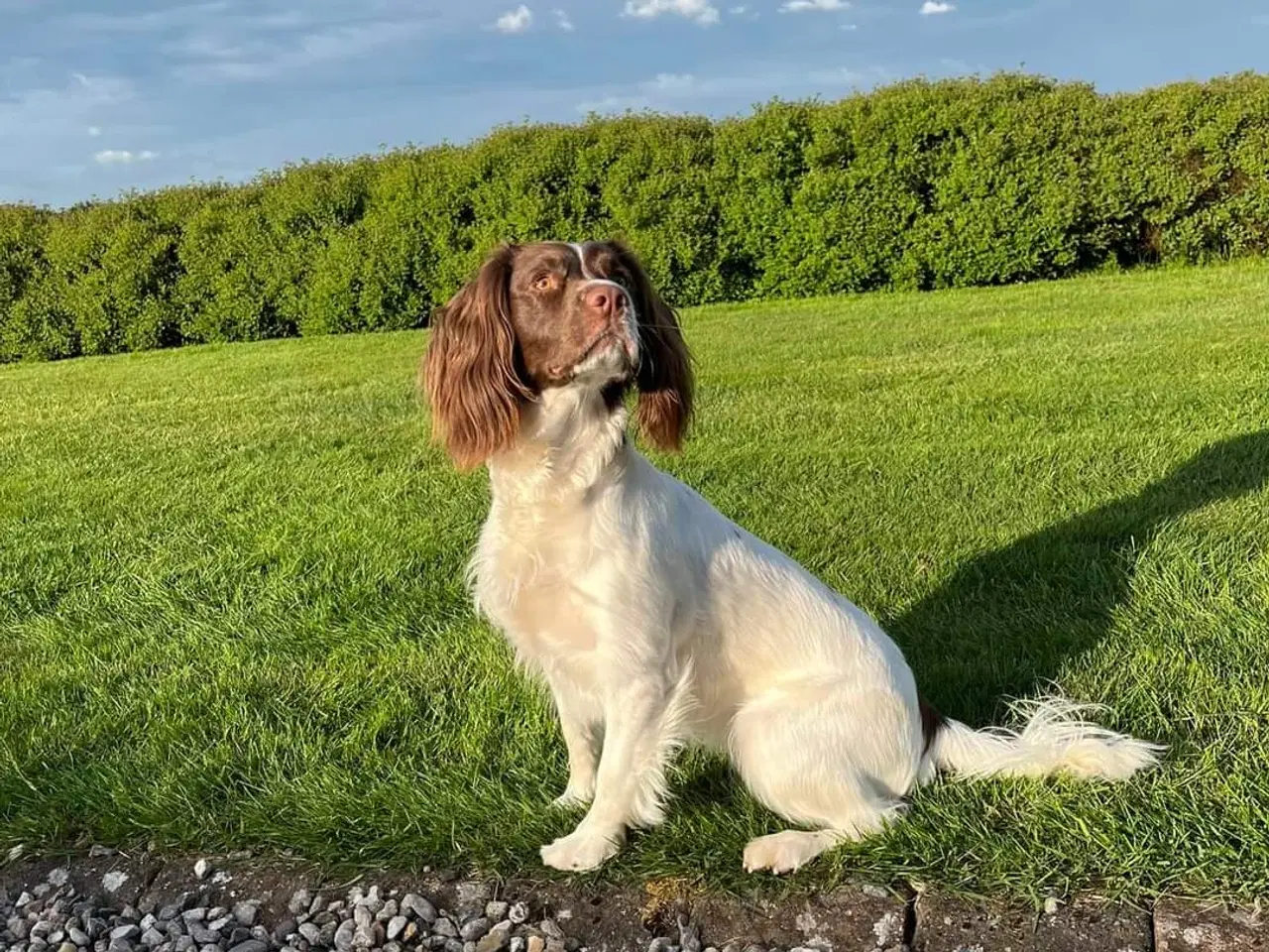 Billede 7 - Ft springer spaniel