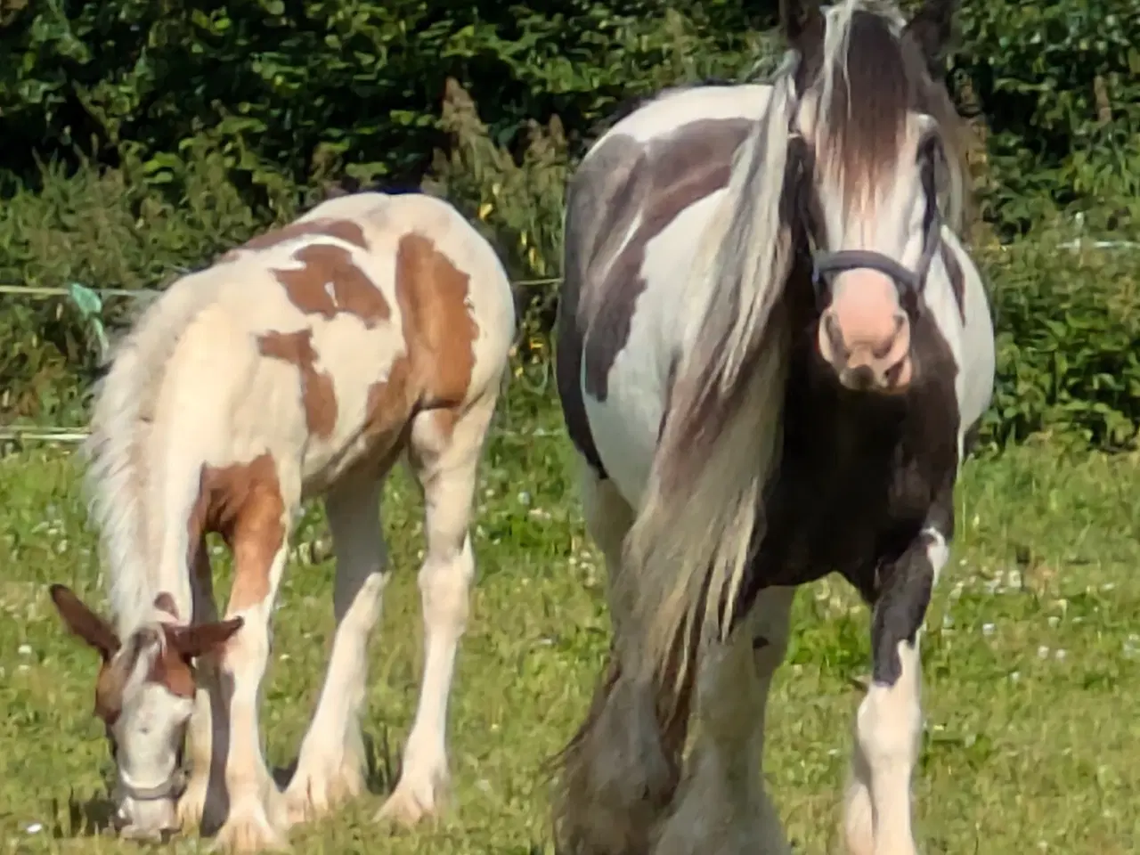 Billede 7 - Tinker /Irish cob hoppe føl