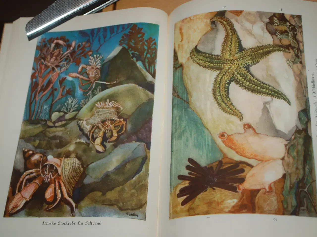 Billede 1 - Ingvard Lierkind