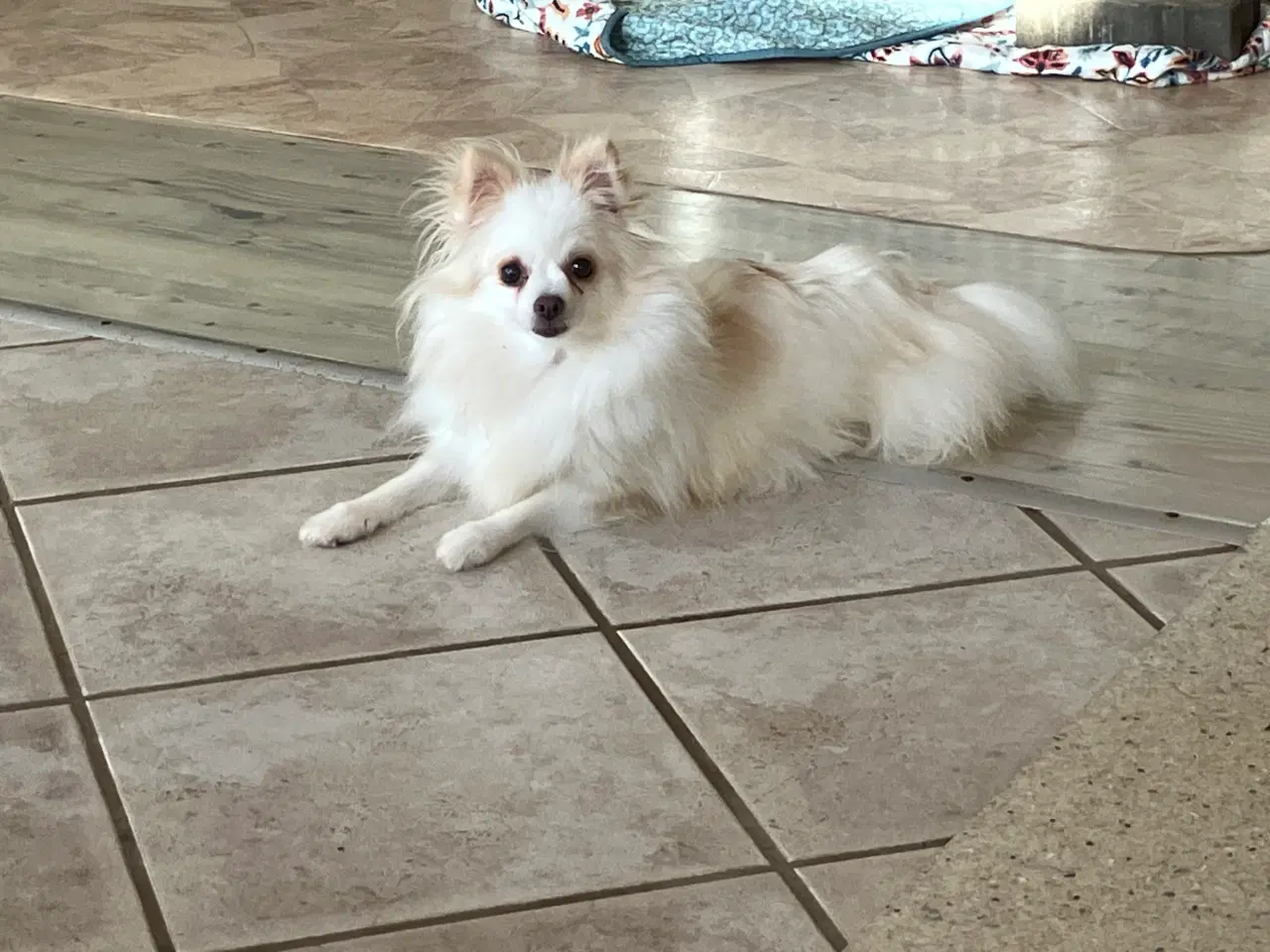 Billede 6 - Tæve. Pomeranian /chihua