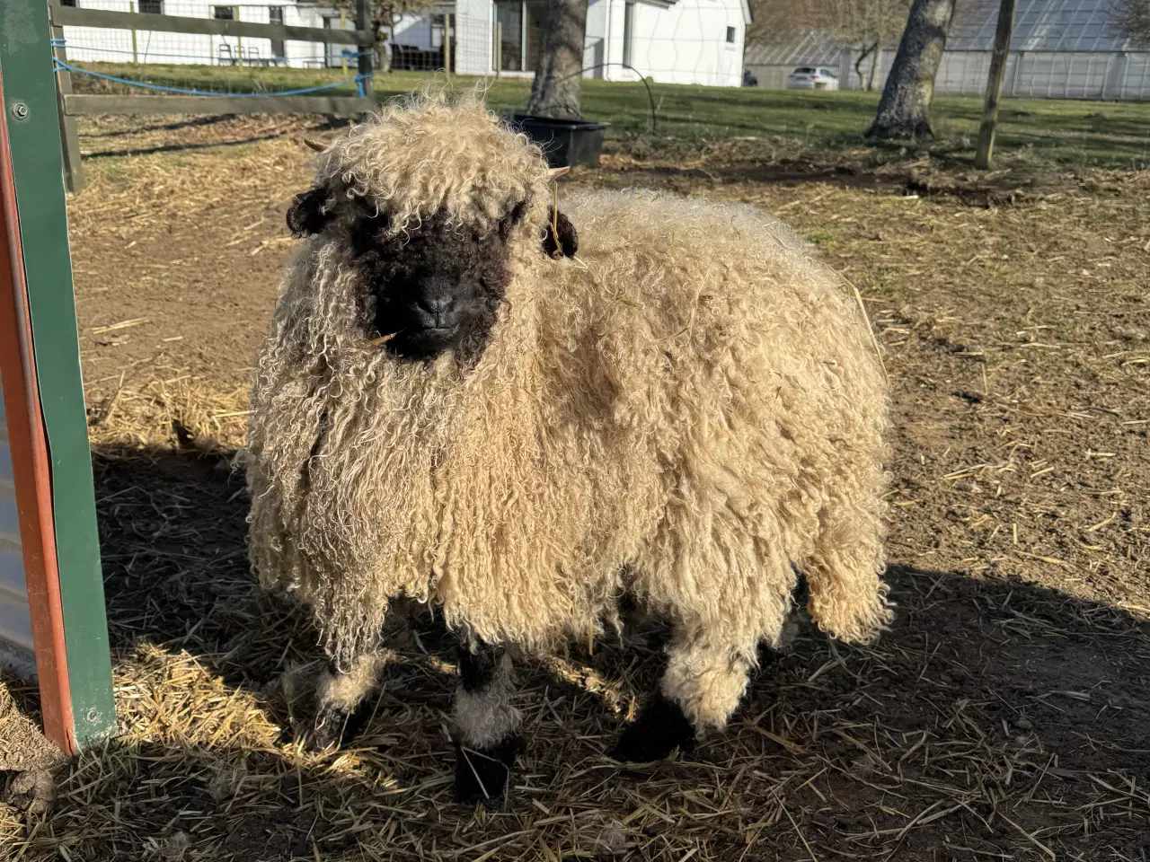 Billede 13 - Valais Blacknose gimmerlam 