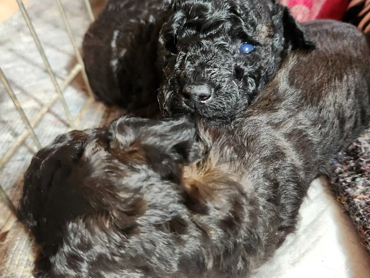 Billede 6 - Bamserne søger ny opvartning 