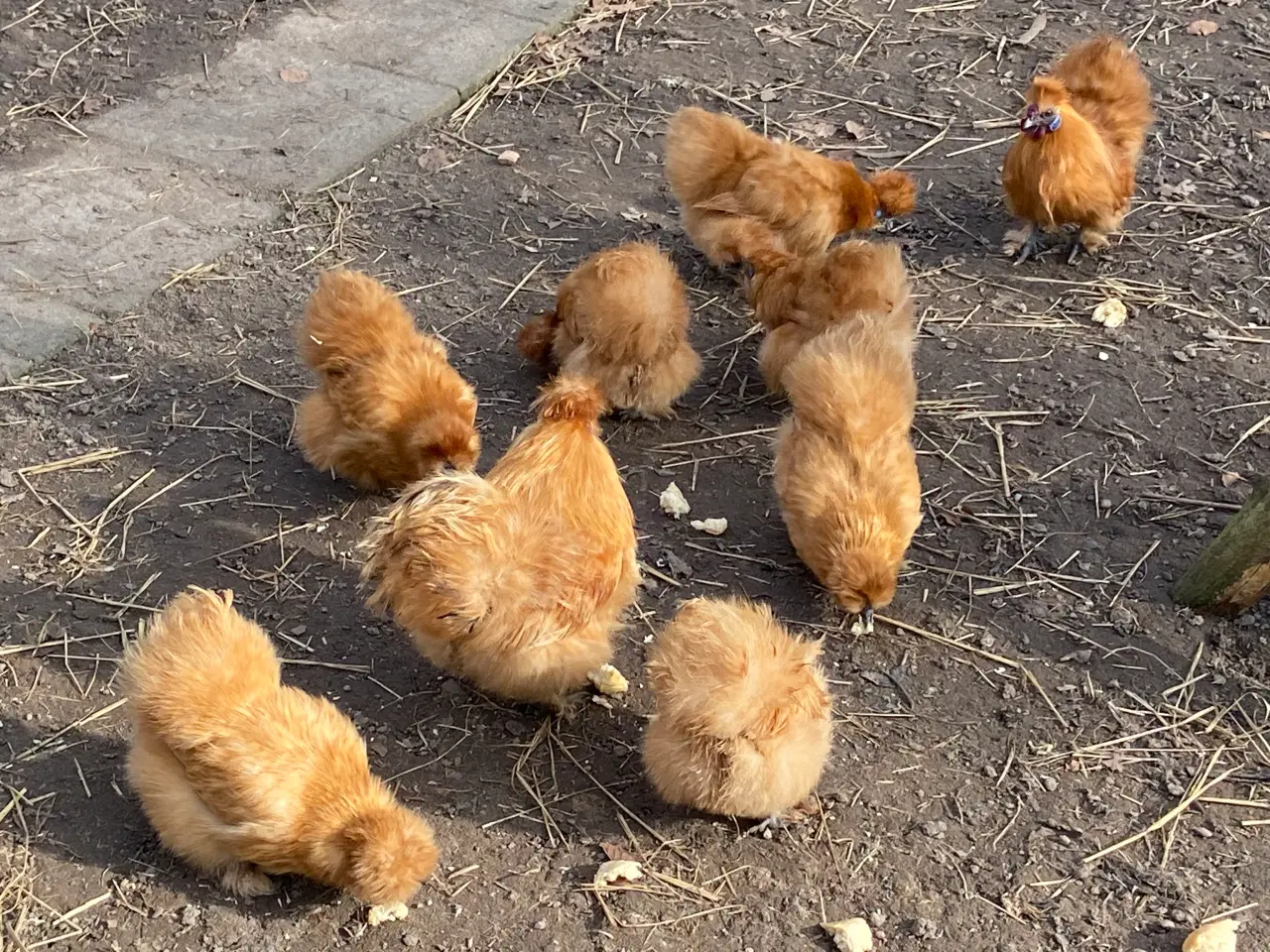 Billede 2 - 12 stk nyklækkede dværg silkekyllinger fra 2/4