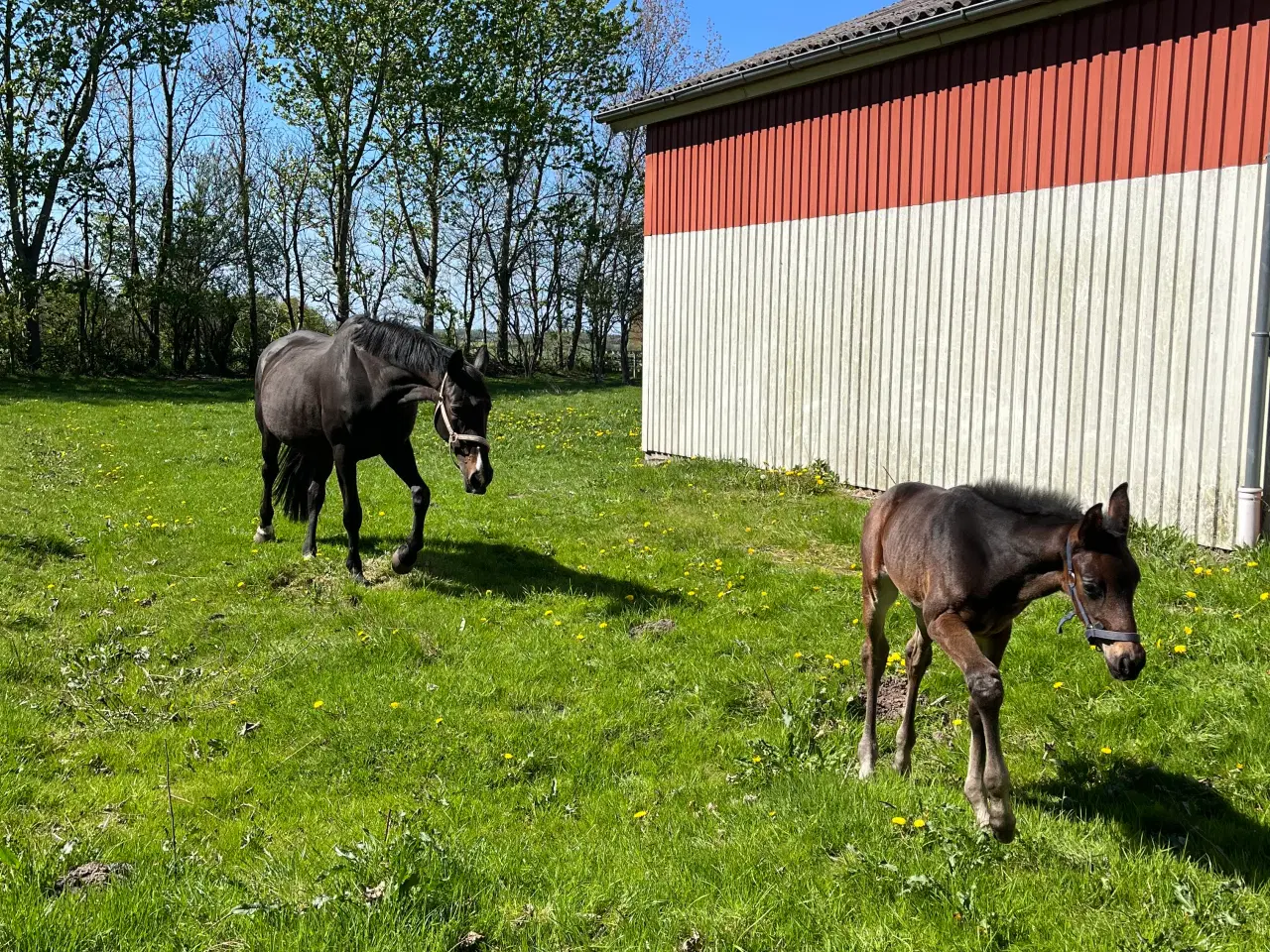 Billede 4 - Dansk Varmblod føl