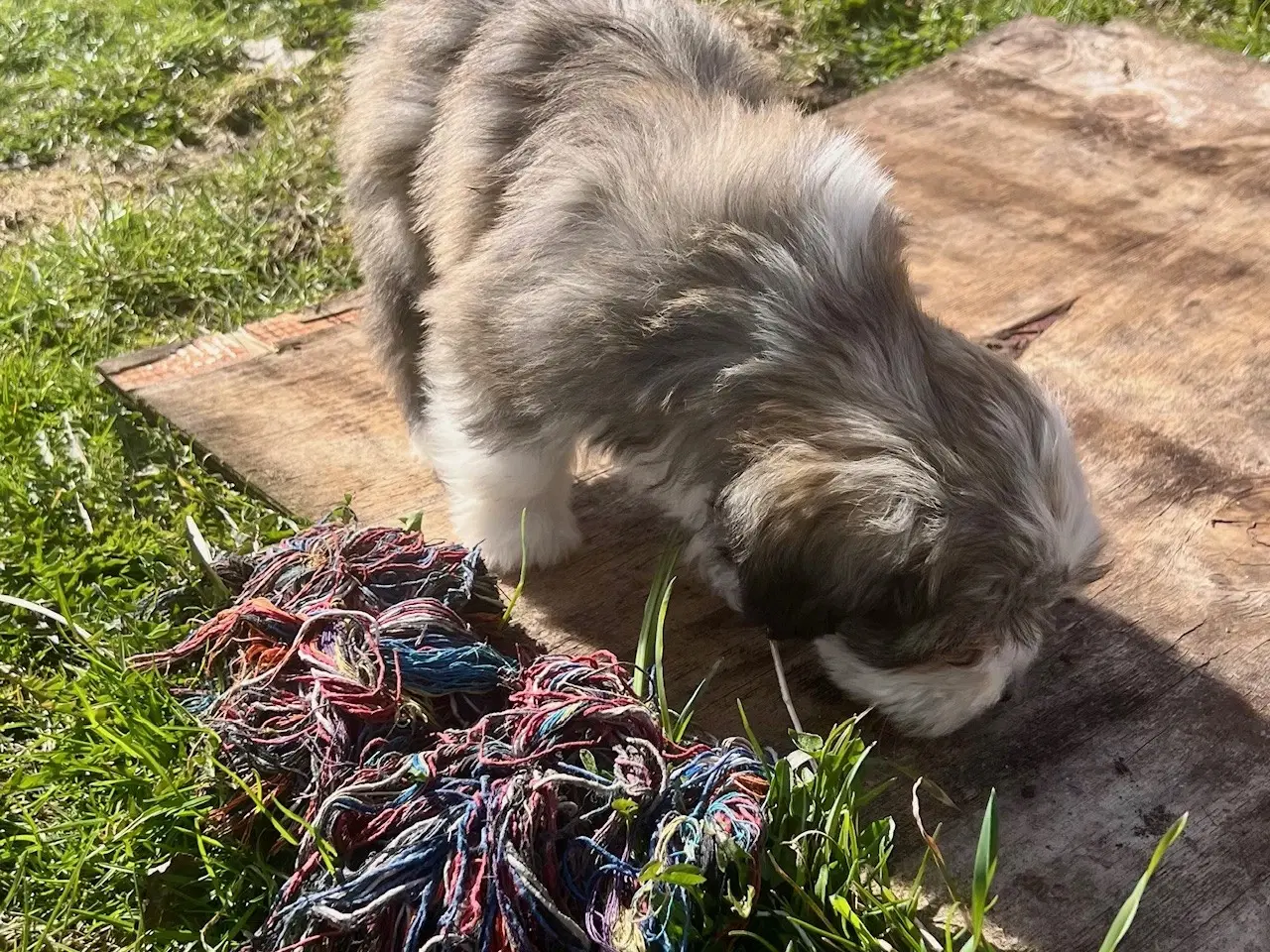Billede 11 - Skønneste og gladeste tævehvlap