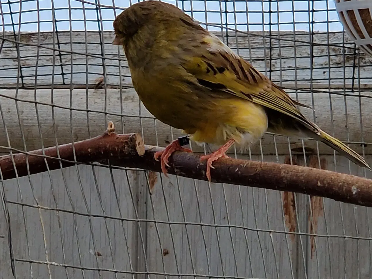 Billede 2 - Gloster kanarier 