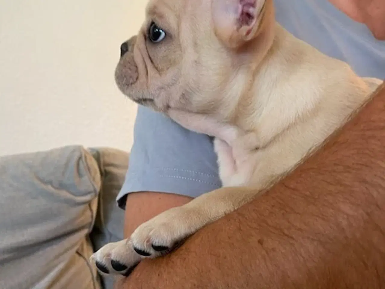 Billede 9 - Fransk Bulldog