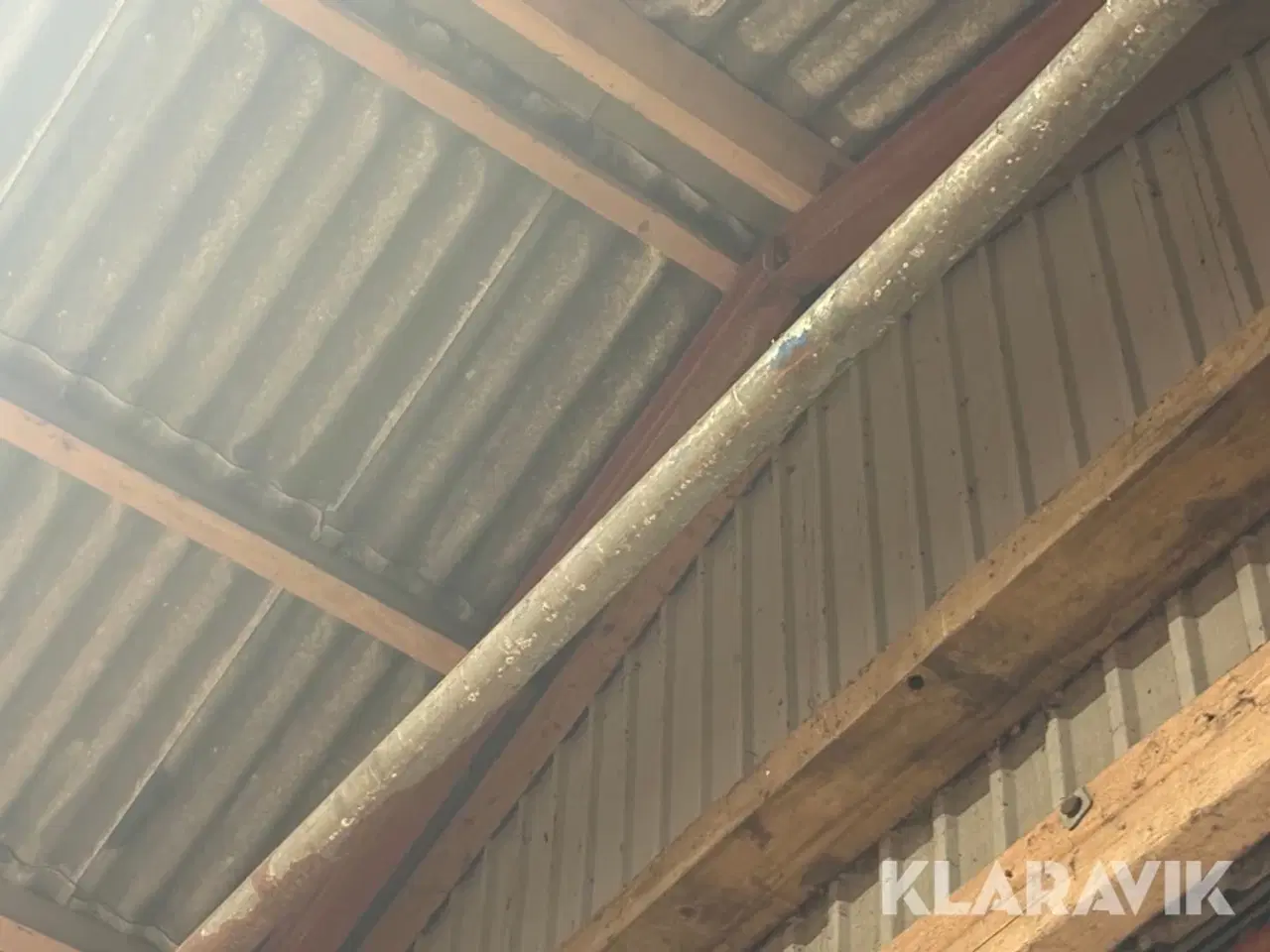 Billede 3 - Kornsnegl