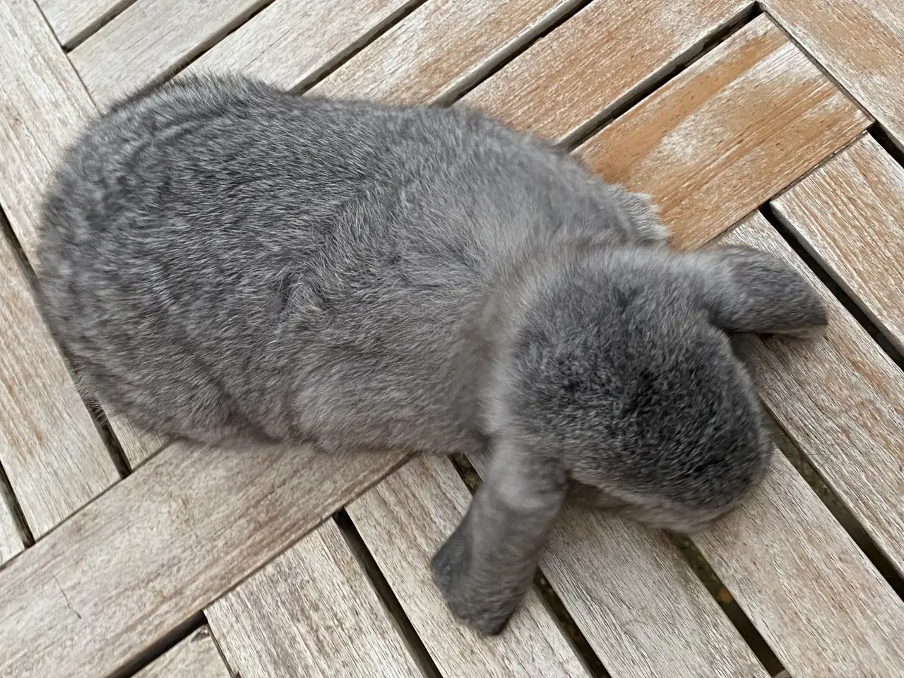 Billede 2 - FRANSK VÆDDER HAN CHINCHILLA