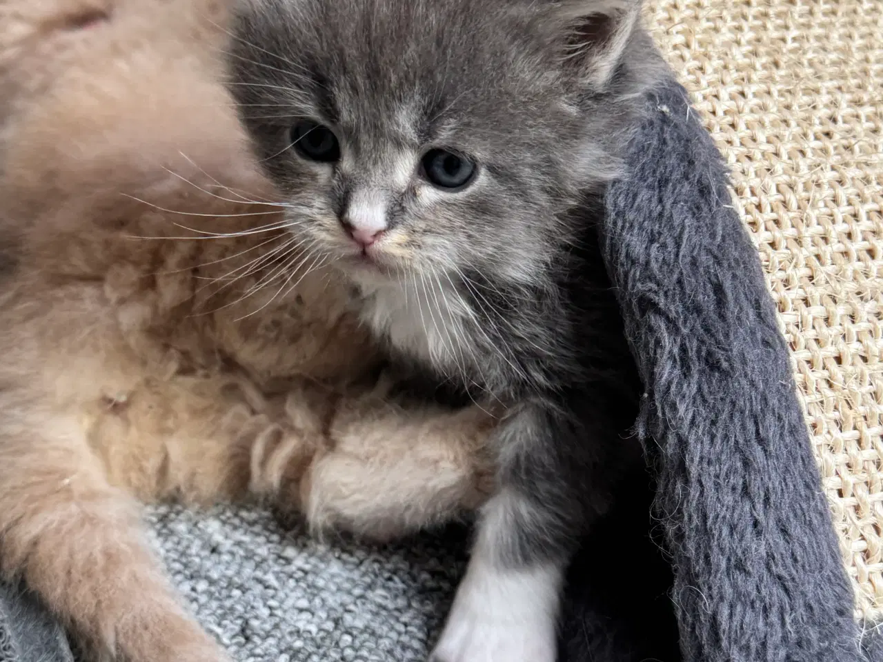 Billede 6 - Maine Coon hankilling sælges