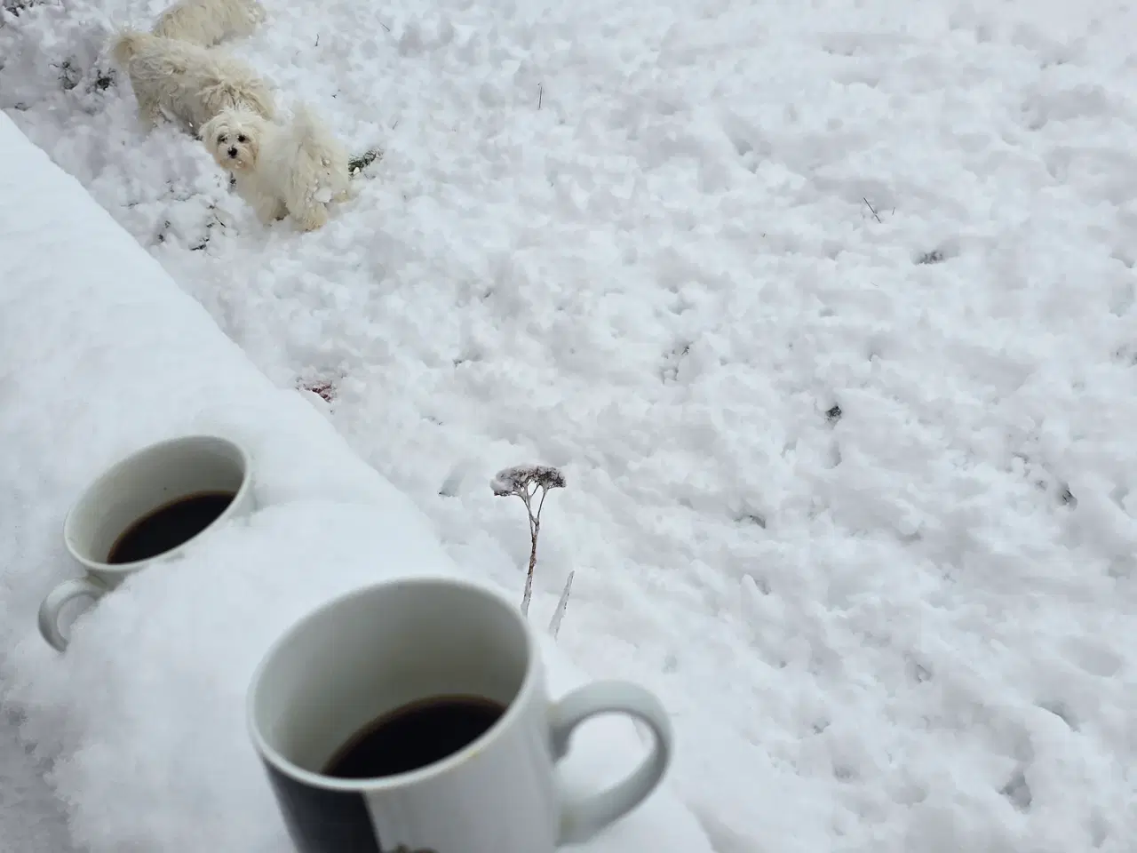 Billede 8 - Malteser hvalpe søger nye hjem ❤️