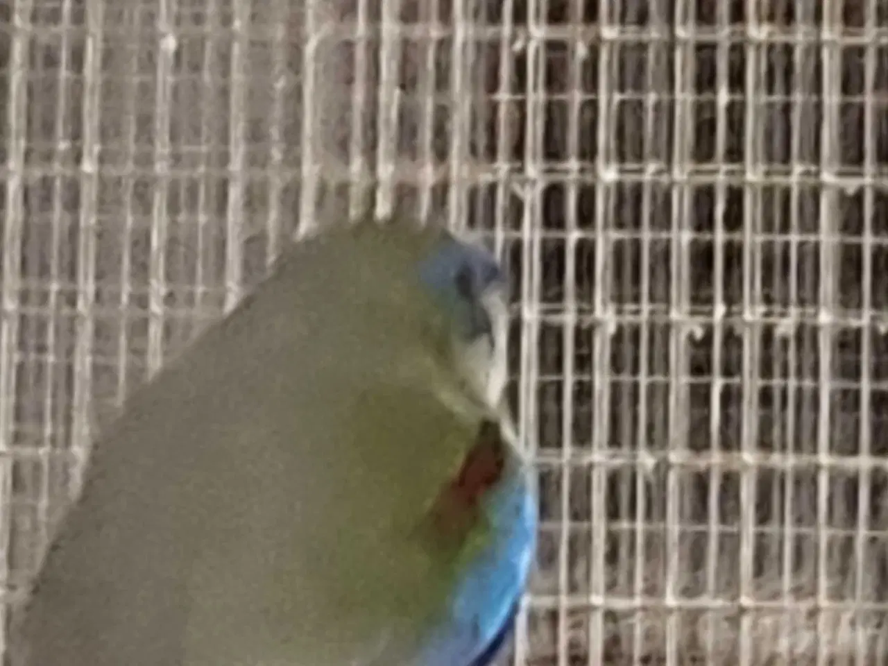 Billede 3 - Parakit 