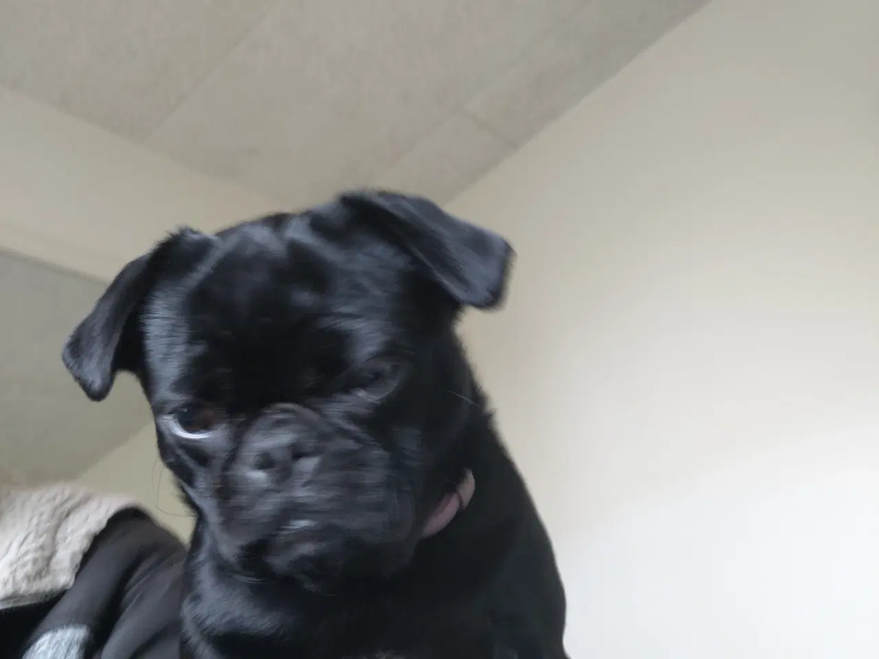 Billede 1 - Mops hund søges