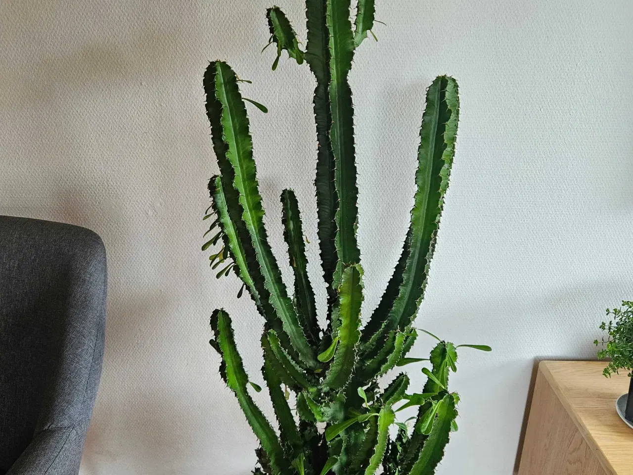 Billede 2 - Kaktus