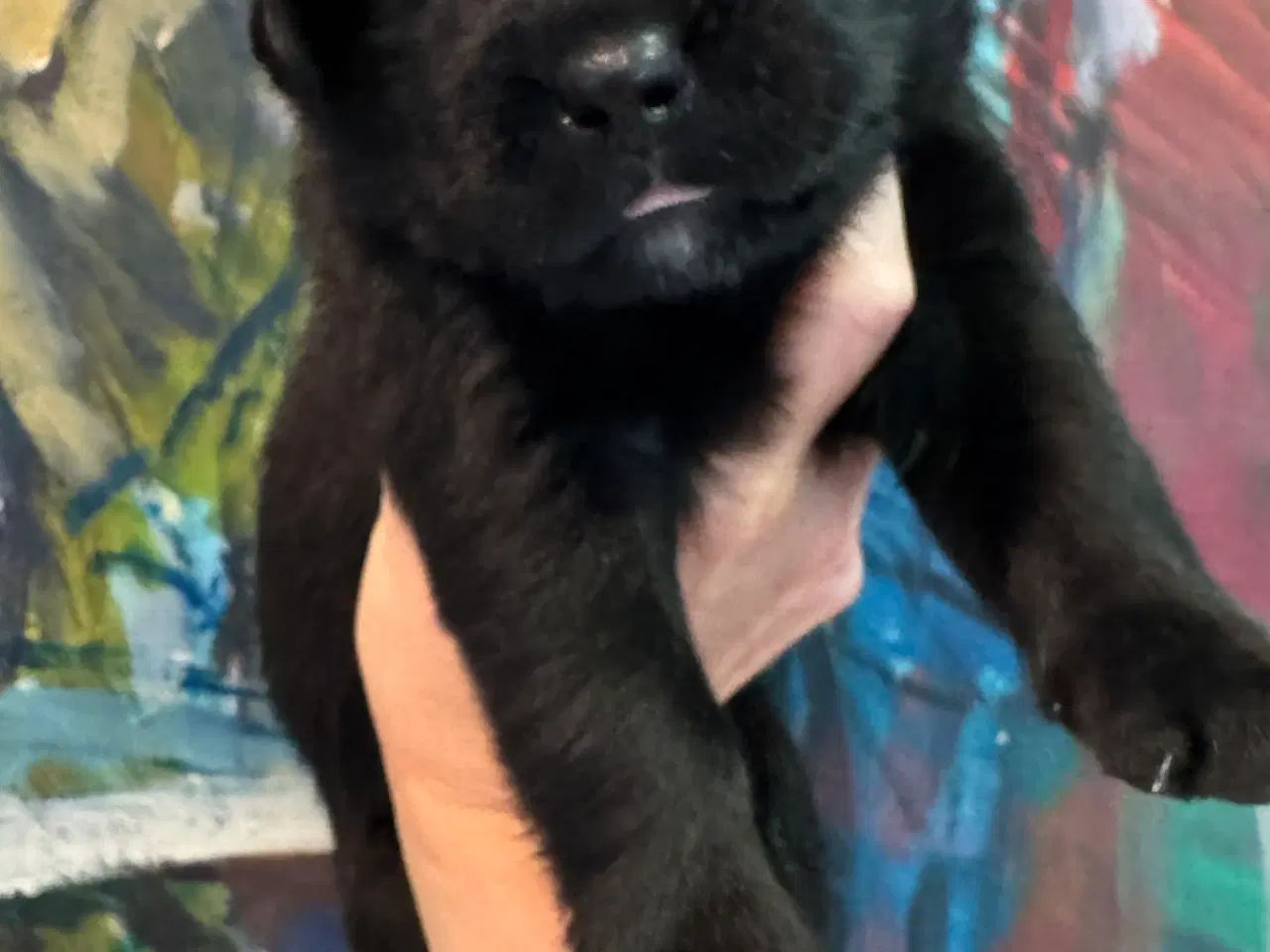 Billede 5 - Golden Retriever & Rottweiler mix