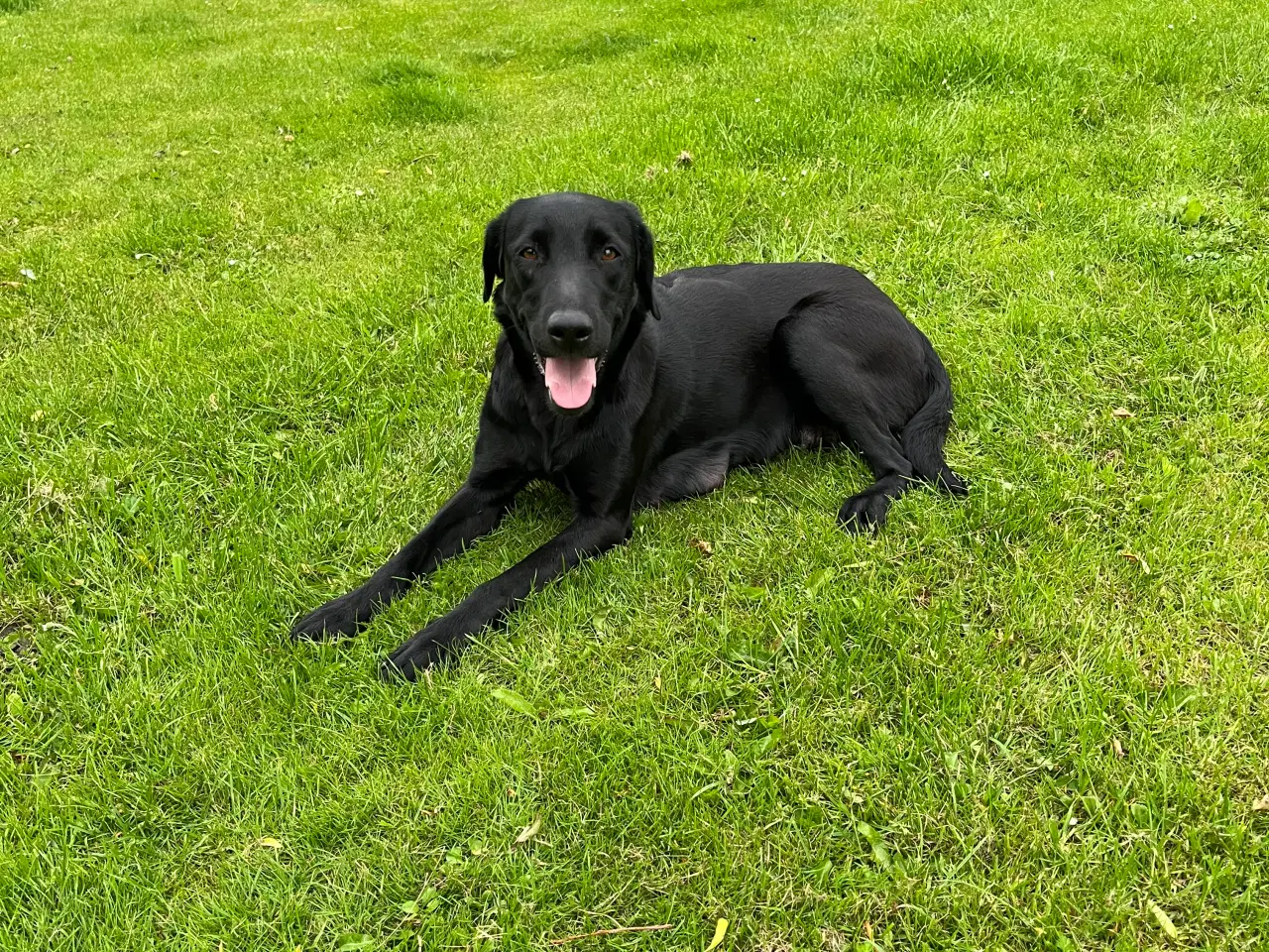 Billede 3 - 🐾 Labrador Formel 1 Hvalpe til Salg 🐾