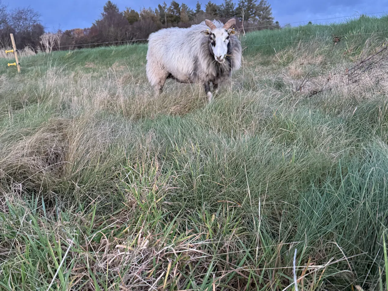 Billede 4 - Spælsau moderfår