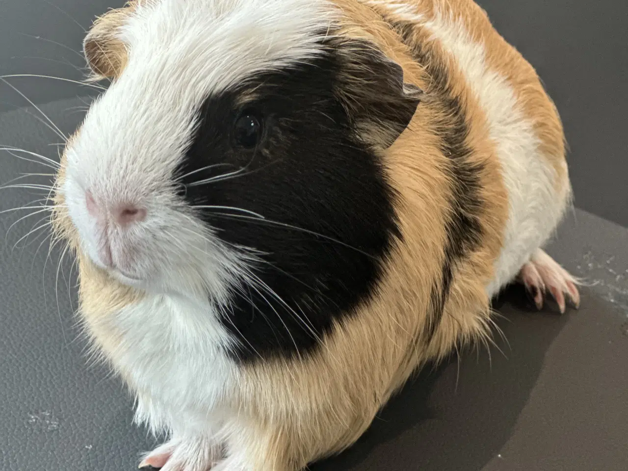 Billede 3 - Marsvine han, saltkaramel