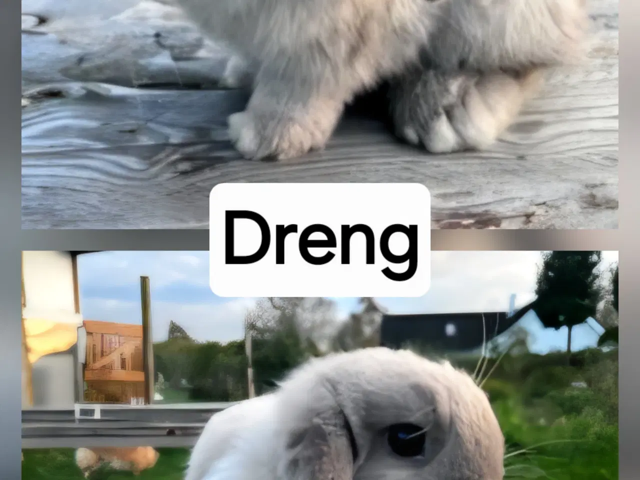 Billede 3 - Minilop og lionlop unge