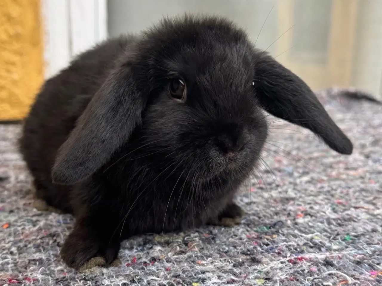 Billede 8 - Han Dværgvædder unge sælges 