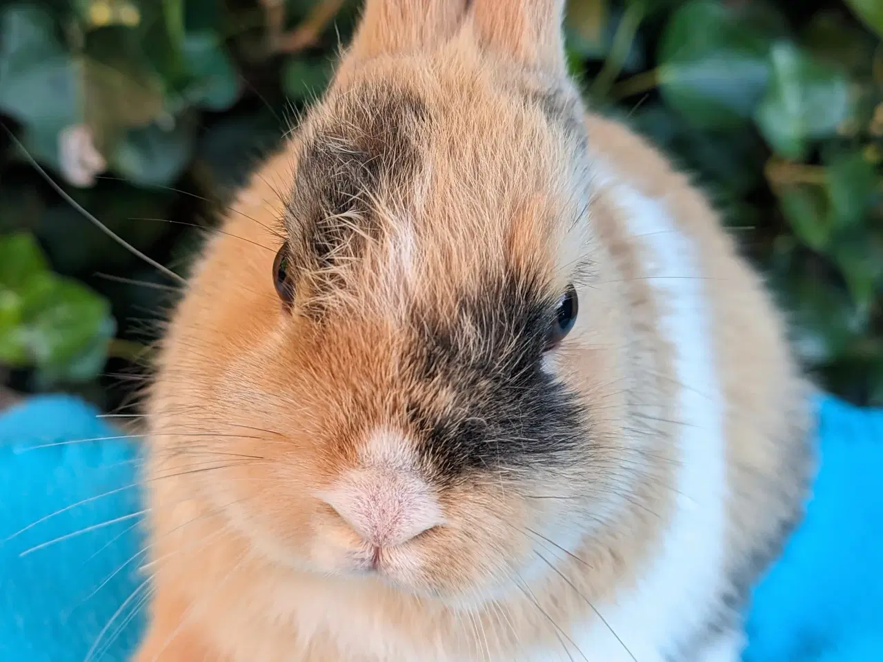 Billede 5 - Hermelin kaninunge sælges