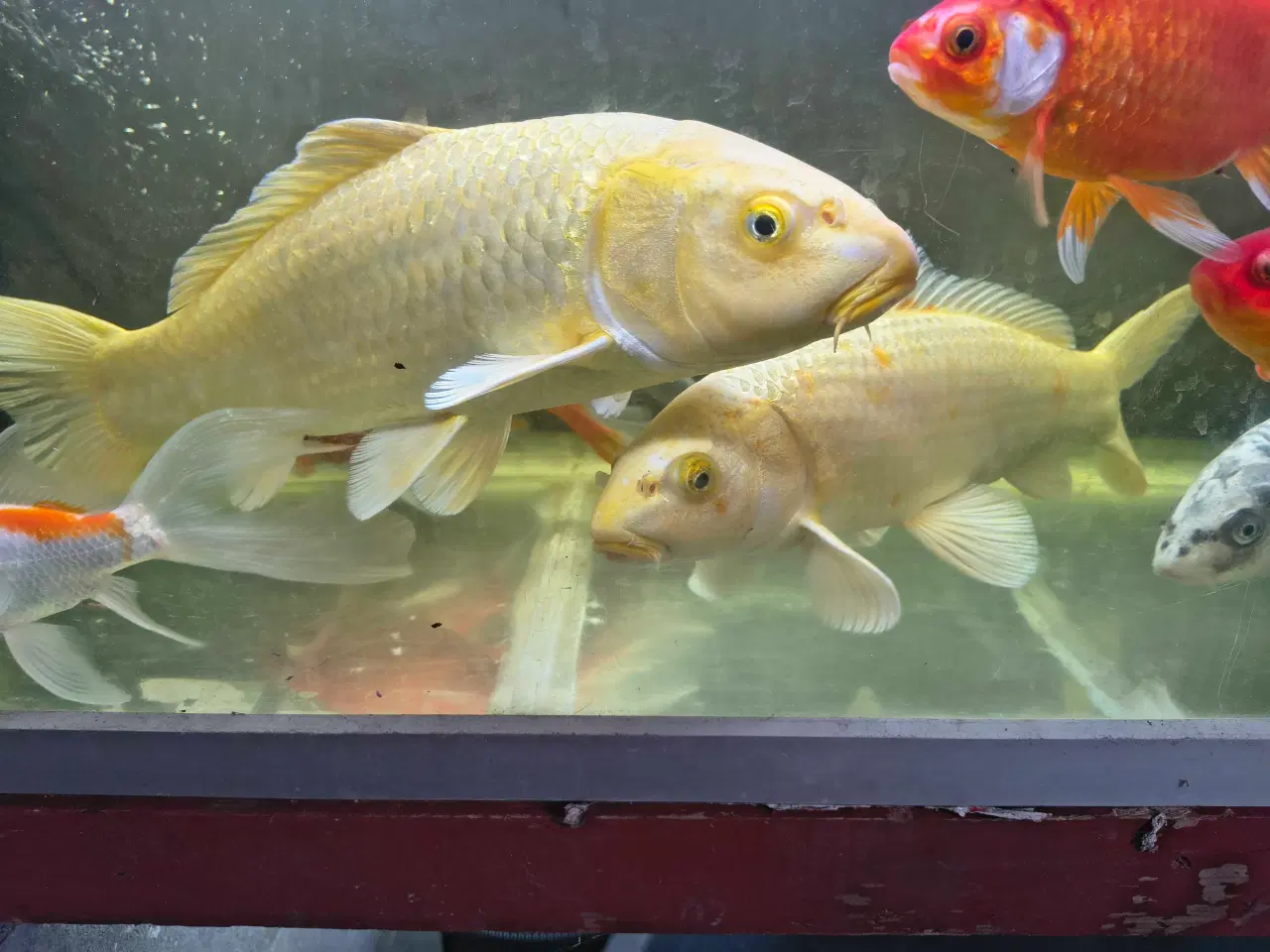 Billede 2 - Koi'er