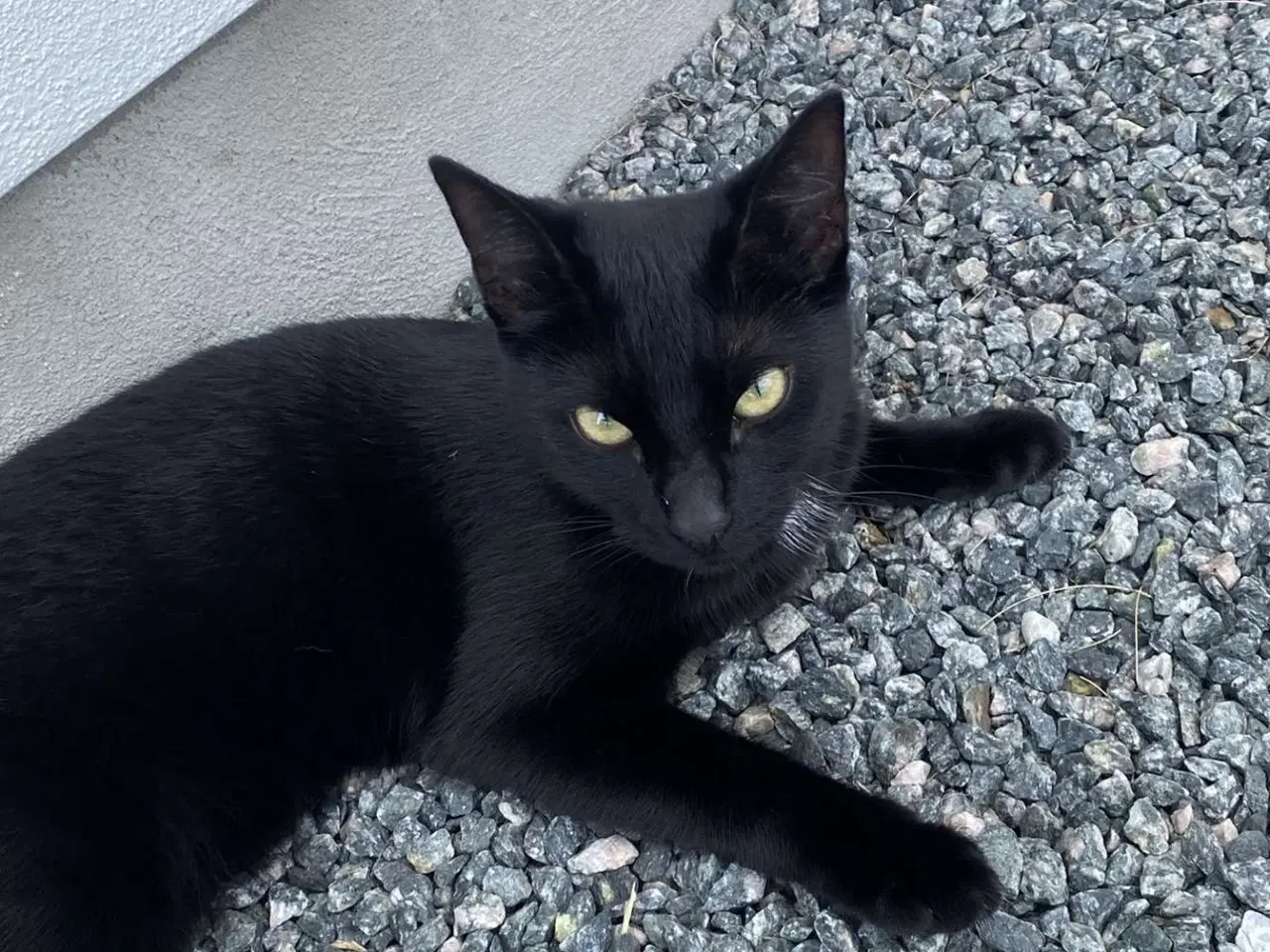 Billede 1 - To katte søger nyt hjem