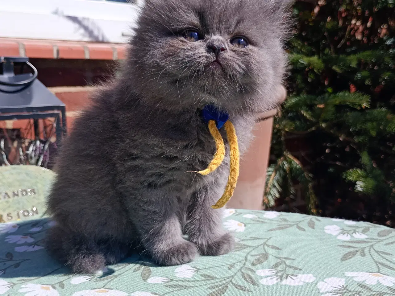 Billede 11 - British Longhair dreng