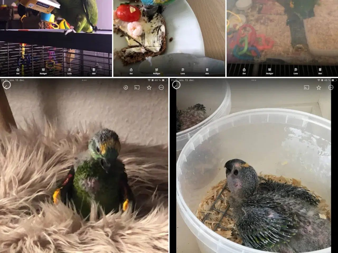 Billede 1 - Super sød Amazone papegøje