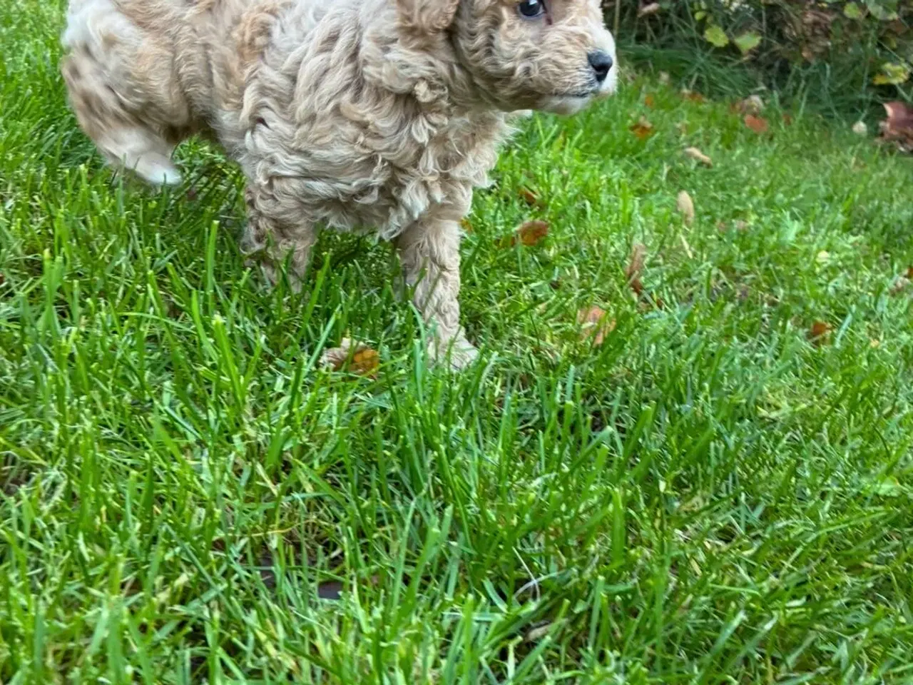 Billede 1 - Havapoo F1b