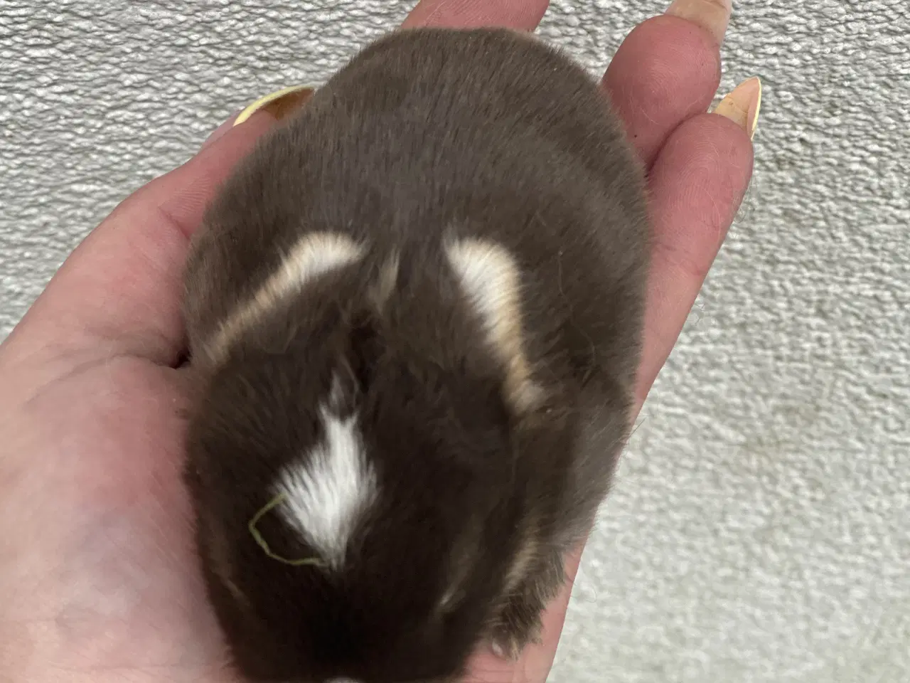 Billede 2 - Ægte minilop - DRENG - udlandsk 