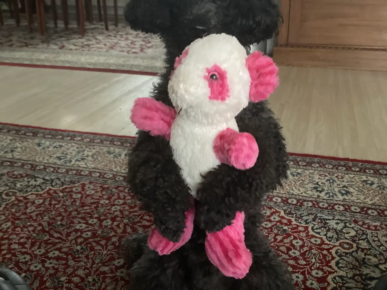 Billede 14 - 5 ugers Dværgpudel drenge