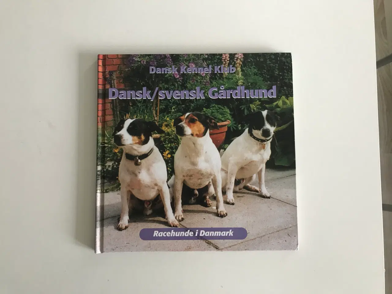 Billede 1 - Dansk/svensk Gårdhund